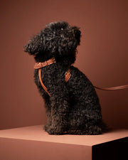 Gabriele – H-Shaped Leather Dog Harness