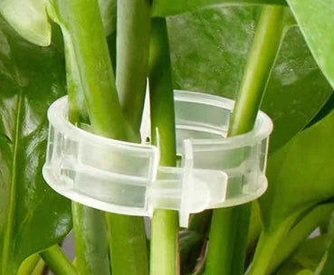 Plant Support Clips for Vines — 100 Pack