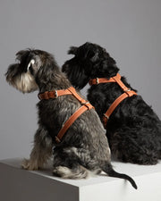 Gabriele – H-Shaped Leather Dog Harness