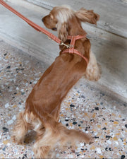 Gabriele – H-Shaped Leather Dog Harness