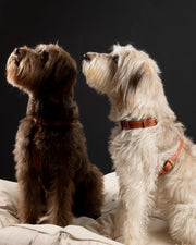 Gabriele – H-Shaped Leather Dog Harness