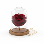 Preserved Rose And Necklace|Fast Delivery